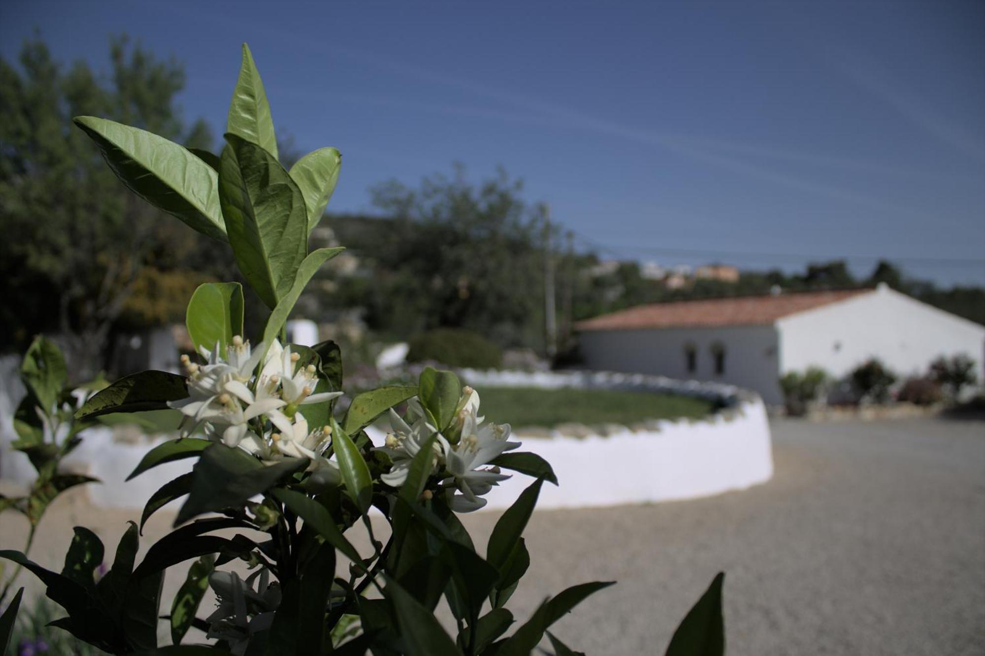 Cosy Farmhouse Quinta Da Eira 140 Years Old Loule Luaran gambar